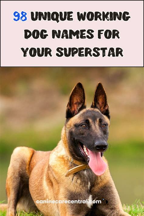Amazing Working Dog Names