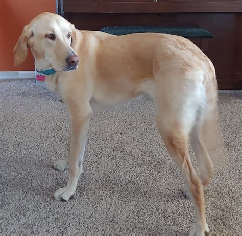 Amazing Yellow Lab Greyhound Mix