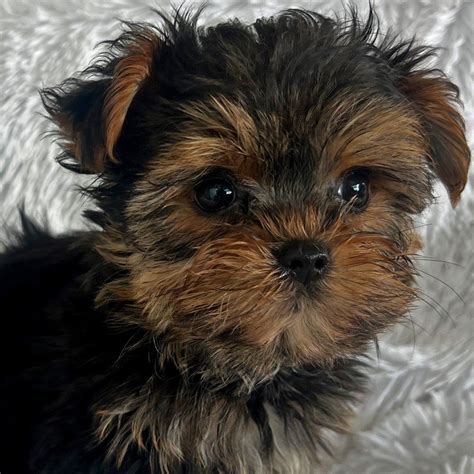 Amazing Yorkie For Sale Florida