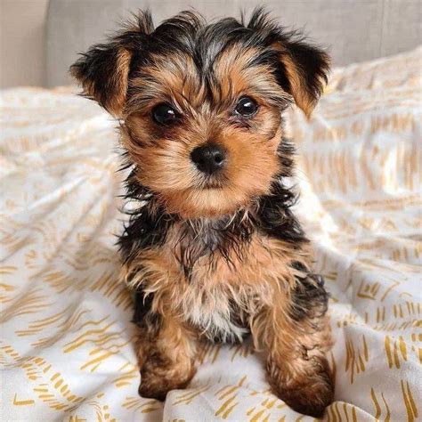 Amazing Yorkie Puppy For Sale