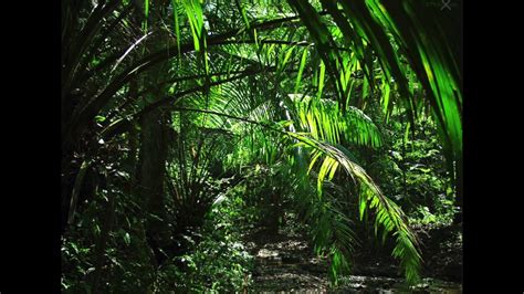 Amazon Jungle at Night