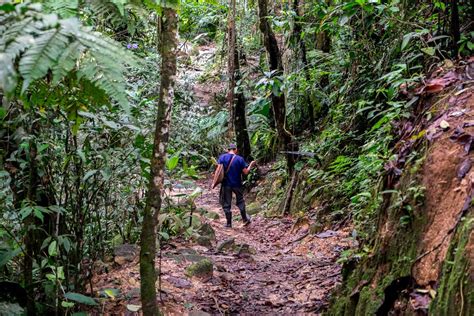 Jungle hiking with an indigenous guide in the Amazon