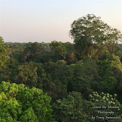 Amazon Rainforest Canopy