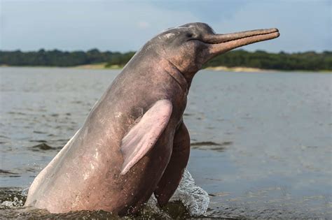 Amazon River Dolphin Watching