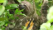 Amazon Sloth Closeup