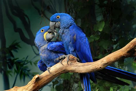 Amazon Wildlife Macaw