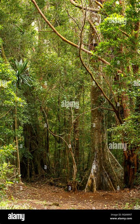 Amber Mountain Rainforest