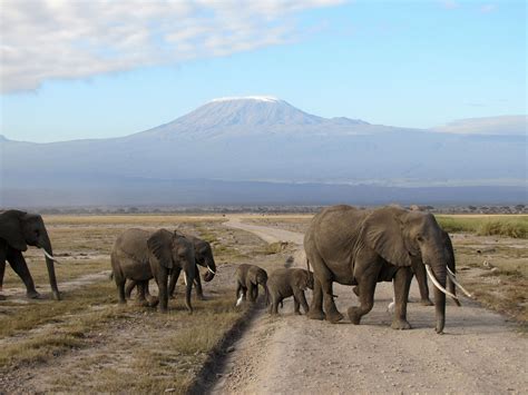 Amboseli Review