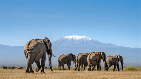 Amboseli Tips