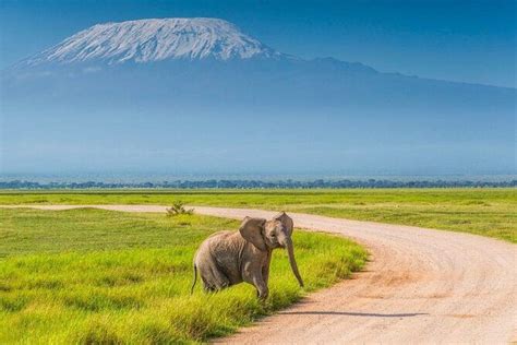 Amboseli Tour Booking