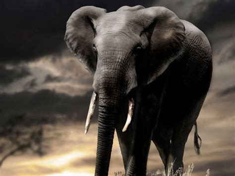 Amboseli wild creatures