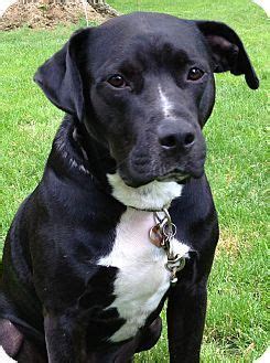 American Bulldog Lab Mix Black: A Unique And Loving Addition To Your
Family