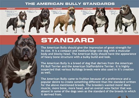 American Bully Class: Understanding The Breed