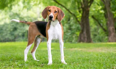 American Foxhound Breed Characteristics, Care & Photos BeChewy