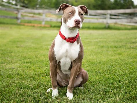 American Staffordshire Bull Terrier: The Loyal And Loving Companion