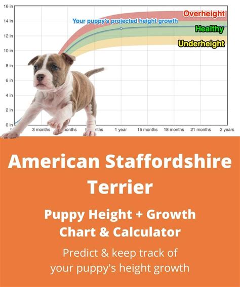 American Staffordshire Terrier Height+Growth Chart How Tall Will My