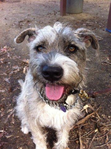 American Staffordshire Terrier Miniature Schnauzer Mix: Everything You
Need To Know