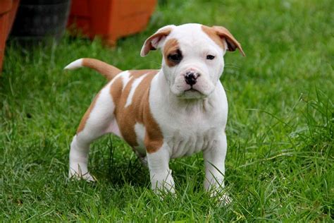 American Staffordshire Terrier Puppies: The Perfect Companion For Your
Family In 2023