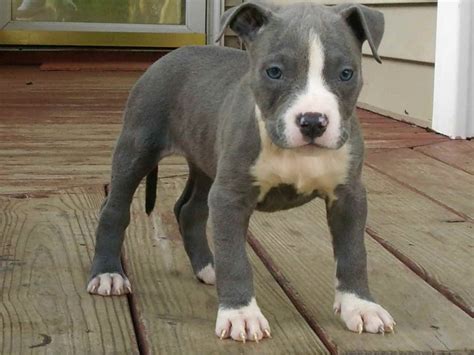 American Staffordshire Terrier Puppies Near Me