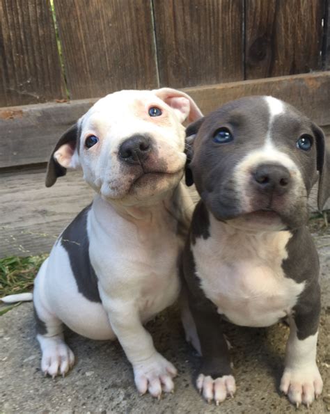 American Staffordshire Terriers Puppies