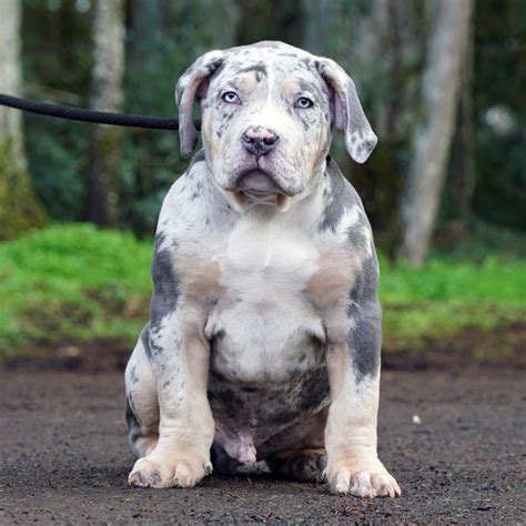 American Xl Bully Puppies: A Guide To Owning And Caring For These
Adorable Pets