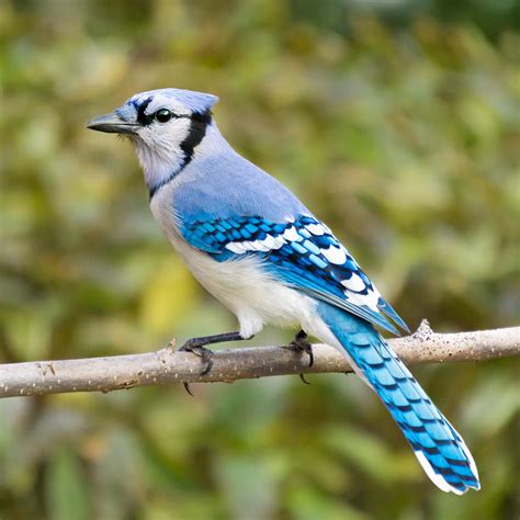American Blue Jay