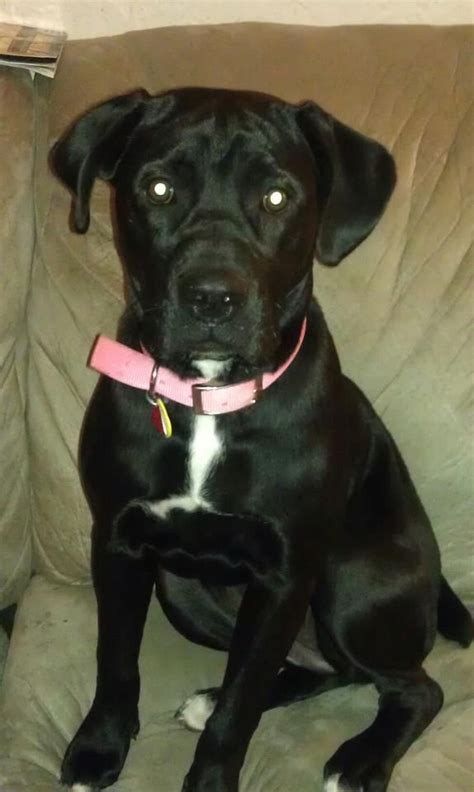 American Bulldog/Black lab mix. This is one of my pups