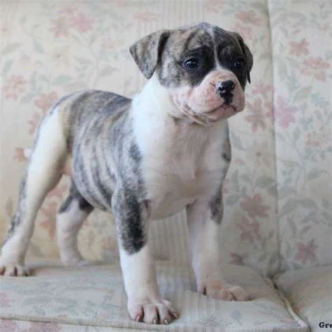 Boss American Bulldog puppy for sale near Springfield