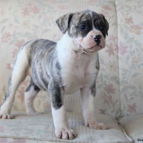 2 Male 3 Female Ready Now American Bulldog Puppies for Sale in