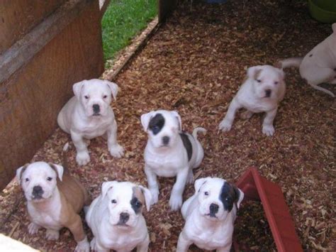 American bulldog/blue put mix Pitbull terrier, Bull terrier dog