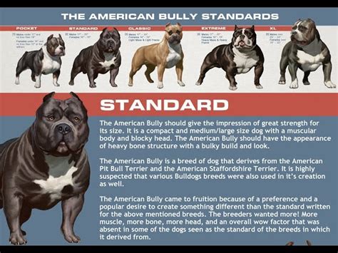 American Bully Breed Classes Exotic Pocket American bully Extreme