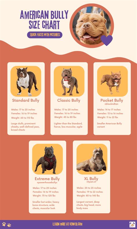 American Bully Growth Chart
