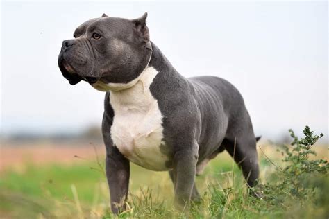 American Bully Dog Breed Information All You Need to Know