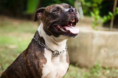 American Pitbull Terrier Mix: The Lovable And Misunderstood Breed