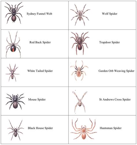 American Spider Chart