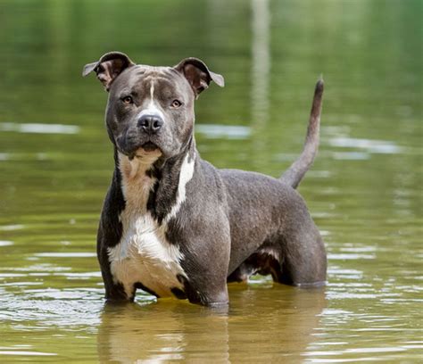 American Staffordshire Terrier Breed Information, Photos, History, Care