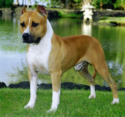 American Staffordshire Terrier Breed Info, Care and Wallpapers