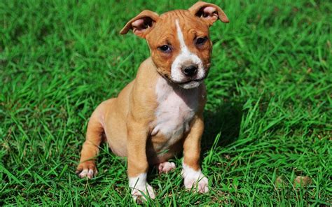 American Staffordshire Terrier Puppies: The Perfect Companion For Your
Family In 2023