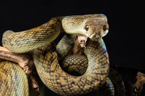 Amethystine Python