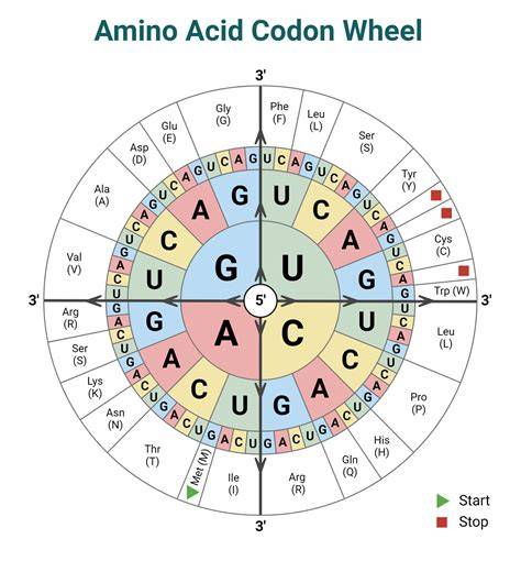 Amino Acid And Codon Chart