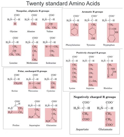 Amino Acid Characteristics Chart