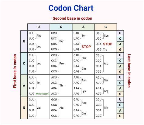 Amino Acid Chart Codon