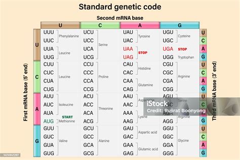 Amino Acid Chart For Mrna