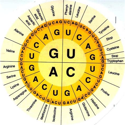 Amino Acid Circle Chart