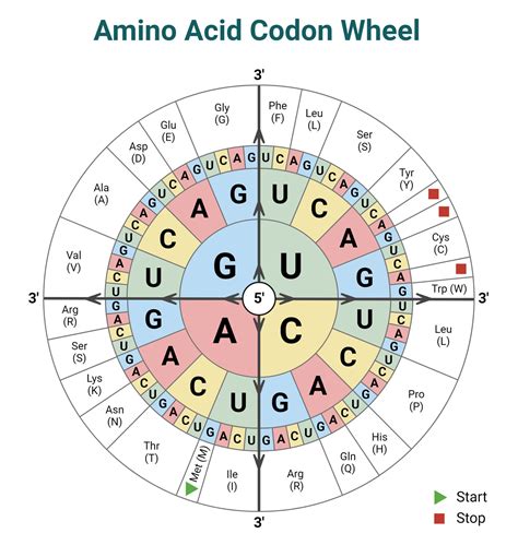 Amino Acid Codon Chart