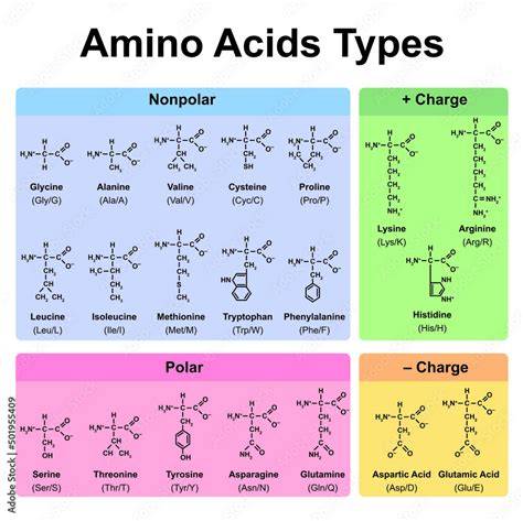 Amino Acid Structure Chart