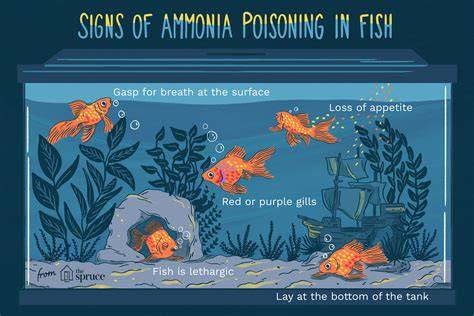 Ammonia Poisoning In Betta Fish
