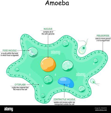 Amoeba