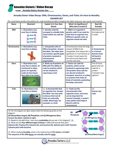 Amoeba Sisters Introduction To Cells Worksheet