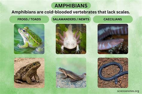 Amphibians